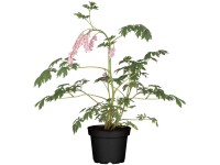 GROW by OBI Tränendes Herz Dicentra spectabilis Topf Ø 13 cm