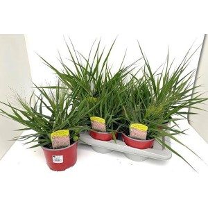 Eragrostis 'Purple Love' en pot : Graminée ornementale avec épis floraux violets, idéale pour les emplacements ensoleillés.