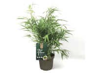 Gartenbambus One Boo Fargesia assortiert Topf Ø 17 cm / 1 Stk. Gartenbambus One Boo Fargesia assortiert Topf Ø 17 cm / 1 Stk.