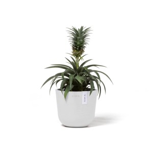 Ecopots Oslo Mini, pot de fleurs blanc 16x14cm avec plante ananas, idéal pour l'intérieur.