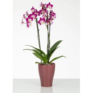 Pot pour orchidées Scheurich 608 Marsala avec orchidée fleurie, Ø 13 cm.