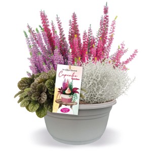 Bruyère 'Cupcake' en pot, couleurs assorties, Ø 17cm.