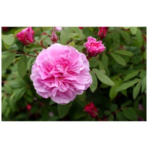 Ibrido di Rosa Rugosa 'Therese Bugnet' con fiori rosa e foglie verdi in vaso.
