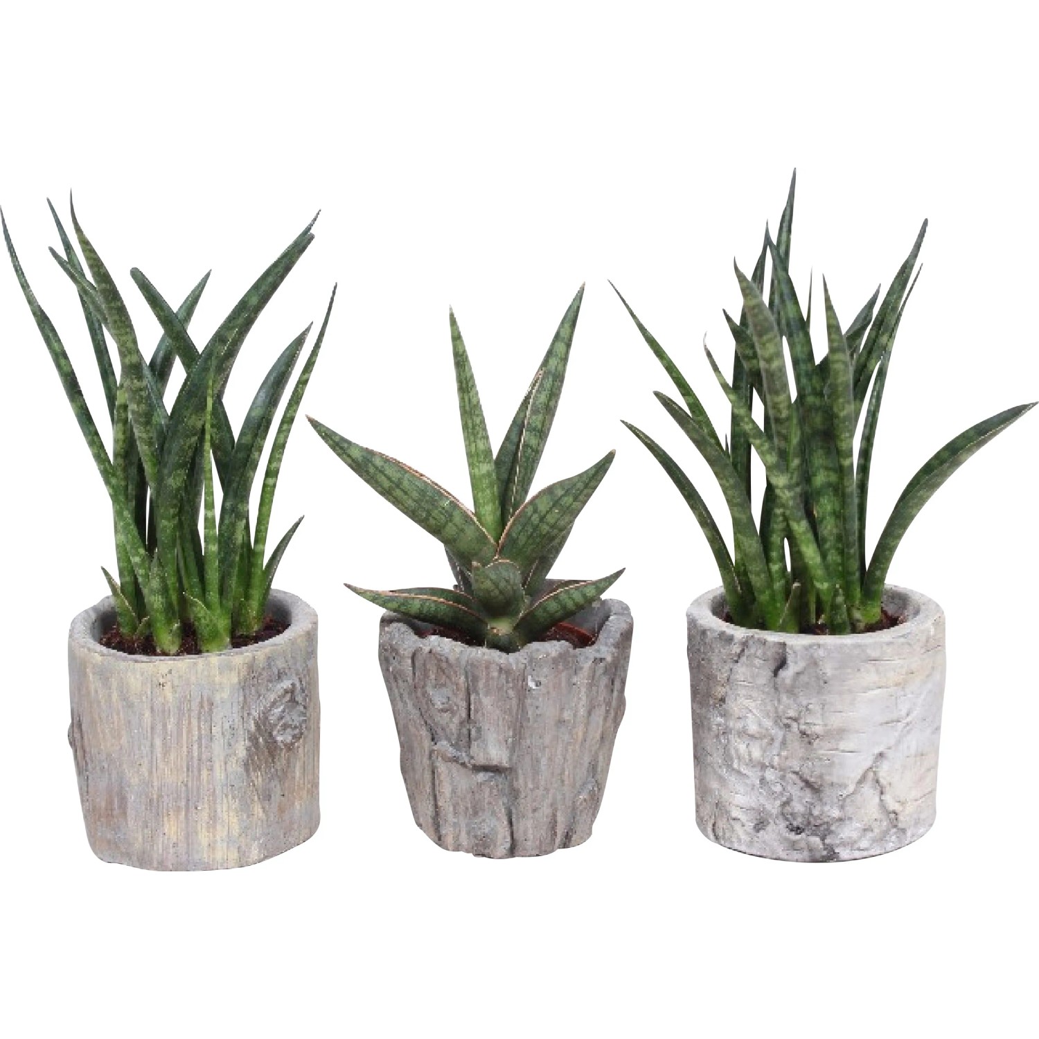 Bogenhanf Cylindrica Sansevieria verschiedene Sorten in Keramiktopf / 1 Stk.