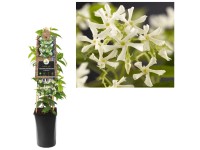 Sternjasmin Trachelospermum jasminoides Topf Ø 16 cm / Höhe ca. 75 cm