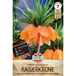 Sperli Kaiserkrone Aurora Blumenzwiebel mit orangeroten Blüten und grünen Blättern.