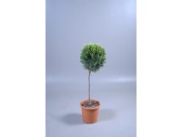 Cupressuscyparis Leylandi Castew Gold PonPon Topf 12 l