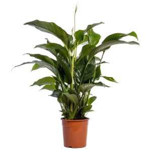 Fleur de lune 'Sweet Lauretta' en pot, plante d'intérieur avec feuilles vertes et fleurs blanches.