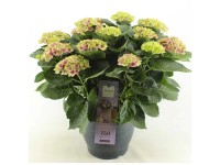 Bauernhortensie Magical Amethyst® Hydrangea macrophylla Topf Ø 32 cm