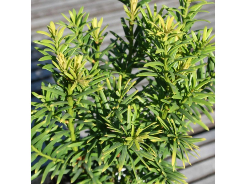 Japanische Eibe "Emerald Spreader" Grün 6 l kaufen bei OBI