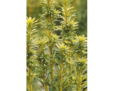 Gelbe Sulen-Eibe "David" 3,5 l