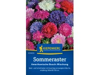 Kiepenkerl Sommeraster Amerikanische Busch-Mischung Kiepenkerl Sommeraster Amerikanische Busch-Mischung