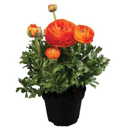 Hahnenfuss Ranunculus Orange Topf Ø 12 cm
