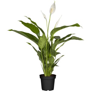 Spatifillo "Sweet Lauretta" in vaso, pianta da interno con fiori bianchi.