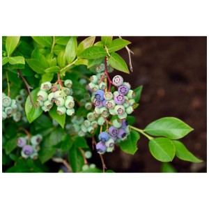Myrtille bio Duke avec des baies bleu clair et vertes sur le plant.