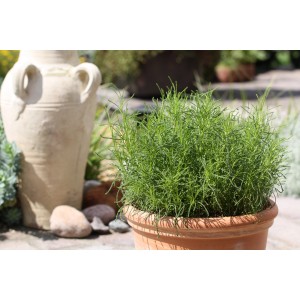 Blu Herbe à olives bio en pot (Ø 12cm). Herbes de cuisine aromatiques pour plats méditerranéens.