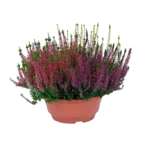 Knospenblüher-Heide Calluna vulgaris im Topf, verschiedene Farben.