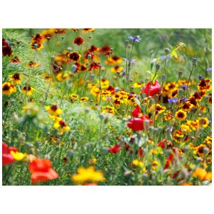 Tapis de fleurs 'Prairie de fleurs pures' en fleurs avec des fleurs d'été colorées en jaune, rouge et bleu.