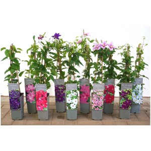 Différentes clématites en pot avec des fleurs de différentes couleurs.