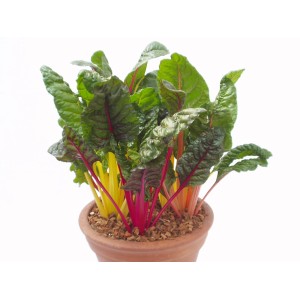 Bette à carde Beta vulgaris en pot, légume feuille avec des tiges colorées et des feuilles vertes.