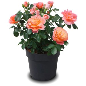 Beetrose Sugar Candy® im Topf, orange-lachsrosa Blüten, ca. 30 cm hoch.