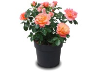 Rose Sugar Candy® Topf Ø 19 cm / Höhe ca. 30 cm Rose Sugar Candy® Topf Ø 19 cm / Höhe ca. 30 cm