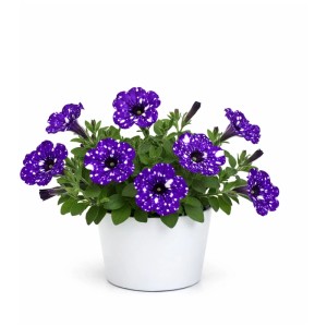 GROW by OBI Pétunia Ciel étoilé en pot, plante suspendue à fleurs violettes et blanches.