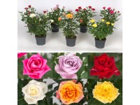 Zimmer-Rose Zimmer-Rose