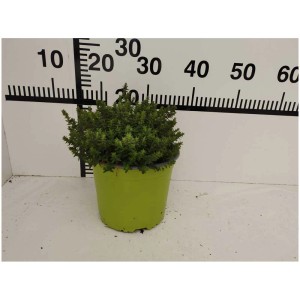 Mélange d'herbes aromatiques en pot (Ø 17cm) avec différentes variétés, par ex. romarin, sauge et thym.