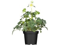 GROW by OBI Langspornige Akelei Aquilegia caerulea Topf Ø 19 cm