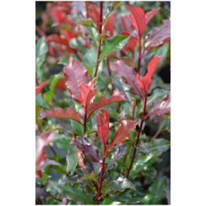 Photinia fraseri Red Robin in vaso, foglie rosse, arbusto ornamentale sempreverde.
