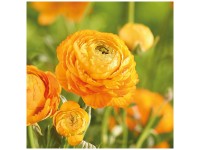 Grow by OBI Ranunkeln Asiaticus Orange 15 Stk. Grow by OBI Ranunkeln Asiaticus Orange 15 Stk.