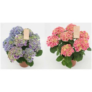 Ortensia Bicolor Hydrangea Candy Heart, fiori viola e rosa in vaso.