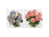 Bauernhortensie Hydrangea Candy Heart bicolor 7+