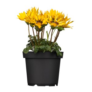 Gazania jaune en pot, une des nombreuses variétés du mélange de plantes de massif Jumbo pour la plantation printanière.