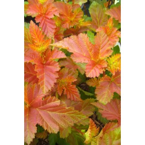 Physocarpe Amber Jubilee au feuillage orange-rouge en pot.