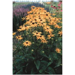 Rudbeckia 'Ambiance d'automne Mix' dans le jardin, fleurs orange à cœur foncé.