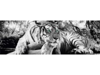 Deco Panel Tiger is watching you 52 x 156 cm