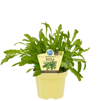 Blu Rucola pot d'environ 12 cm de diamètre Diplotaxis