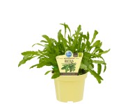 Rucola Topf-Ø ca. 12 cm Diplotaxis