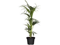 Kentia-Palme Howea forsteriana Topf Ø 26 cm / Höhe 150 cm
