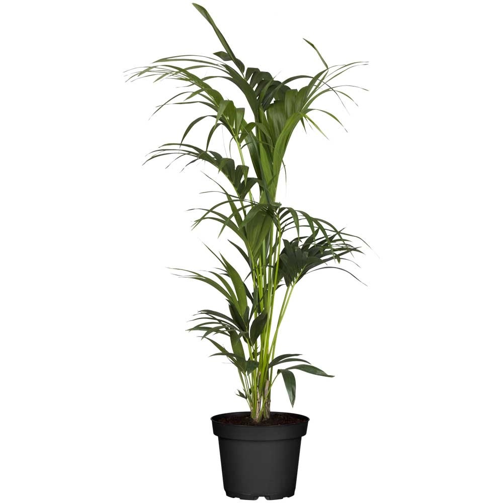 KentiaPalme Howea forsteriana Topf Ø 26 cm / Höhe 150 cm kaufen bei OBI