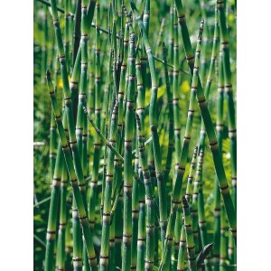 Equiseto (Equisetum japonicum) verde in vaso per laghetto da giardino.