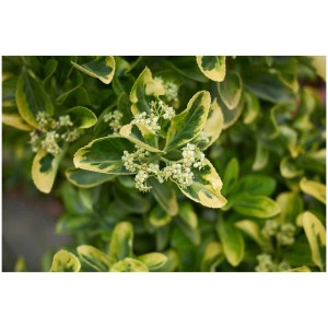 Gros plan : Fusain du Japon Euonymus japonicus avec des feuilles vertes et jaunes et de petites fleurs blanches.