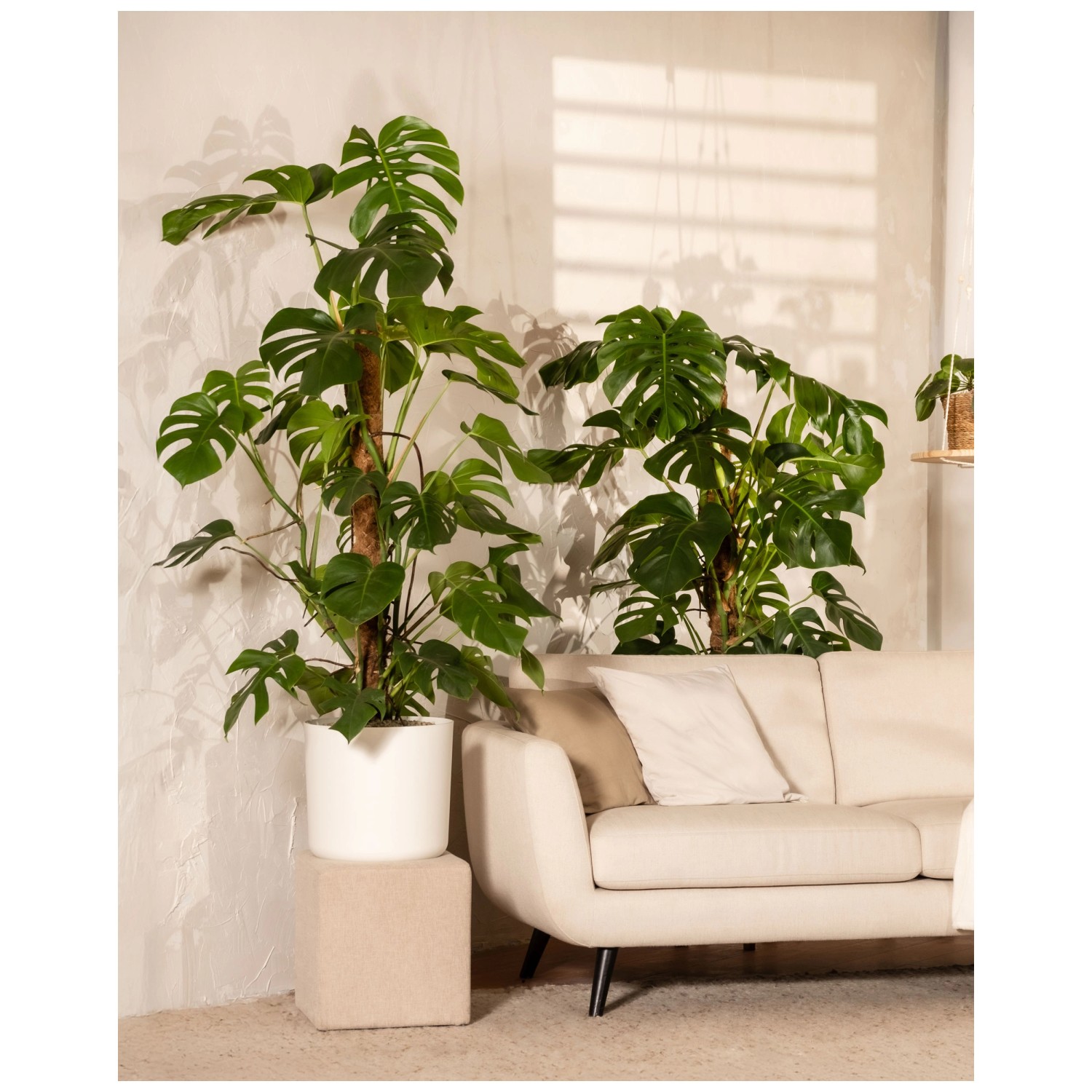 Feey Monstera deliciosa XL Höhe 100 cm kaufen bei OBI
