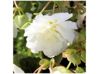Grow by OBI Begonien Cascade White 3 Stk. Grow by OBI Begonien Cascade White 3 Stk.