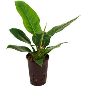 Philodendron Imperial Green en pot, plante hydroponique avec feuilles vertes brillantes.