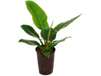 Hydropflanze Philodendron Imperial Green Topf Ø 15 cm / Höhe 40 - 50 cm