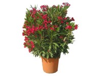 Oleander Nerium oleander Stamm Mix Topf Ø 26 cm / Höhe 100 cm / 1 Stk.