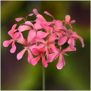 Géranium retombant Ville de Paris à fleurs roses en pot (Ø 12cm).